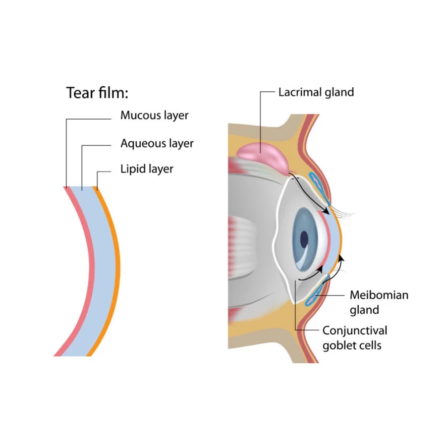 Graphic describing the anatomy of the eyeball
